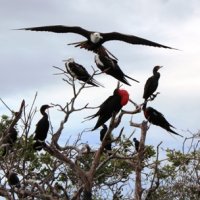 Sea Birds - Enroute to Monkey River to view the Howler Monkeys